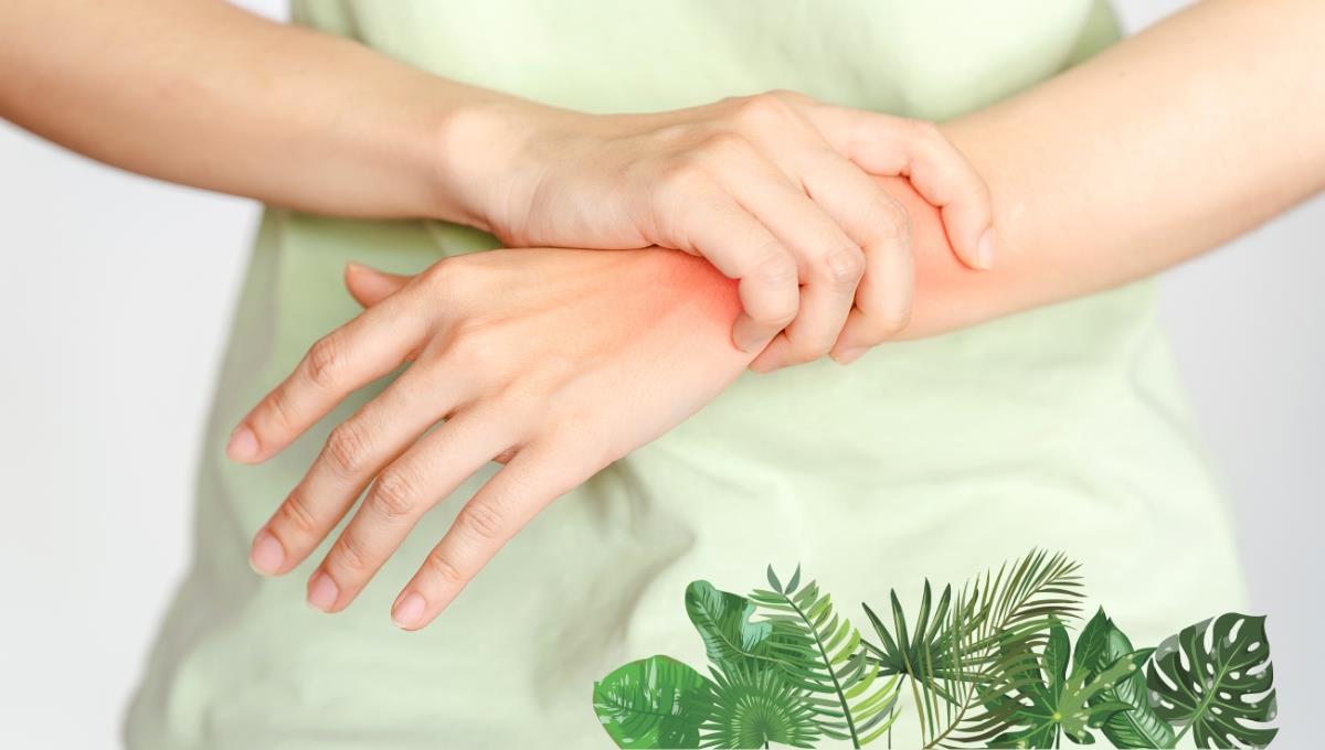 La planta medicinal que te ayudará en la salud para prevenir la artitris